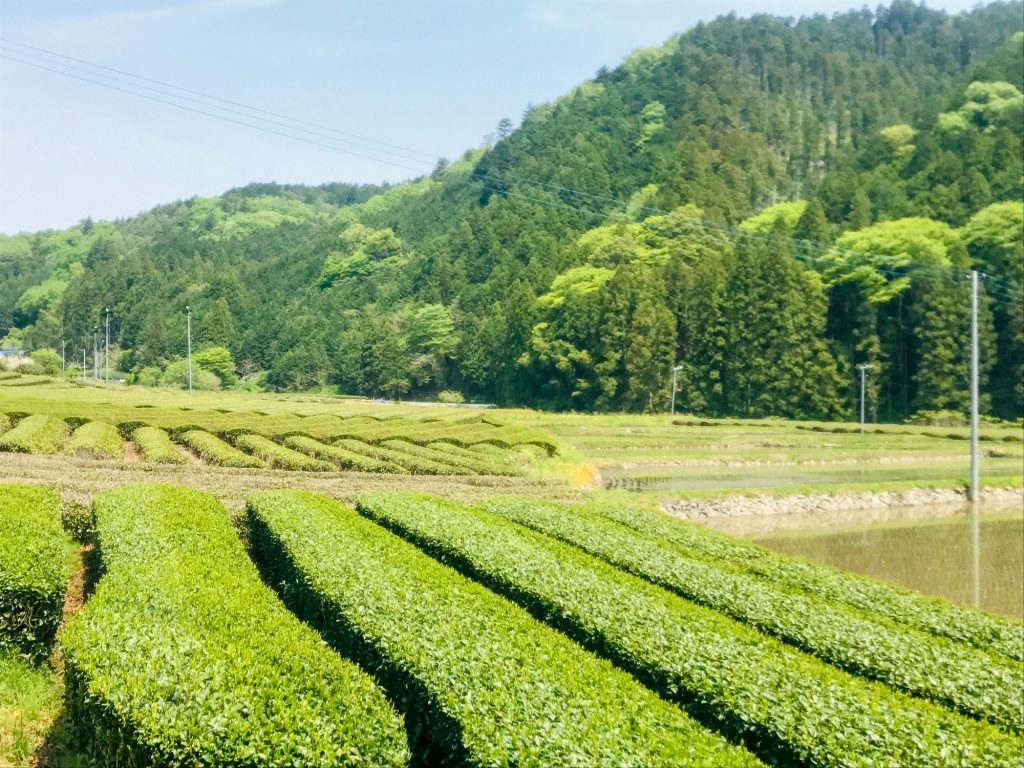 特産品の奥久慈茶 奥久慈茶の里公園へようこそ 奥久慈茶の里公園 公式ホームページ