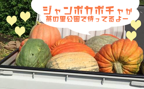 ジャンボかぼちゃコンクール