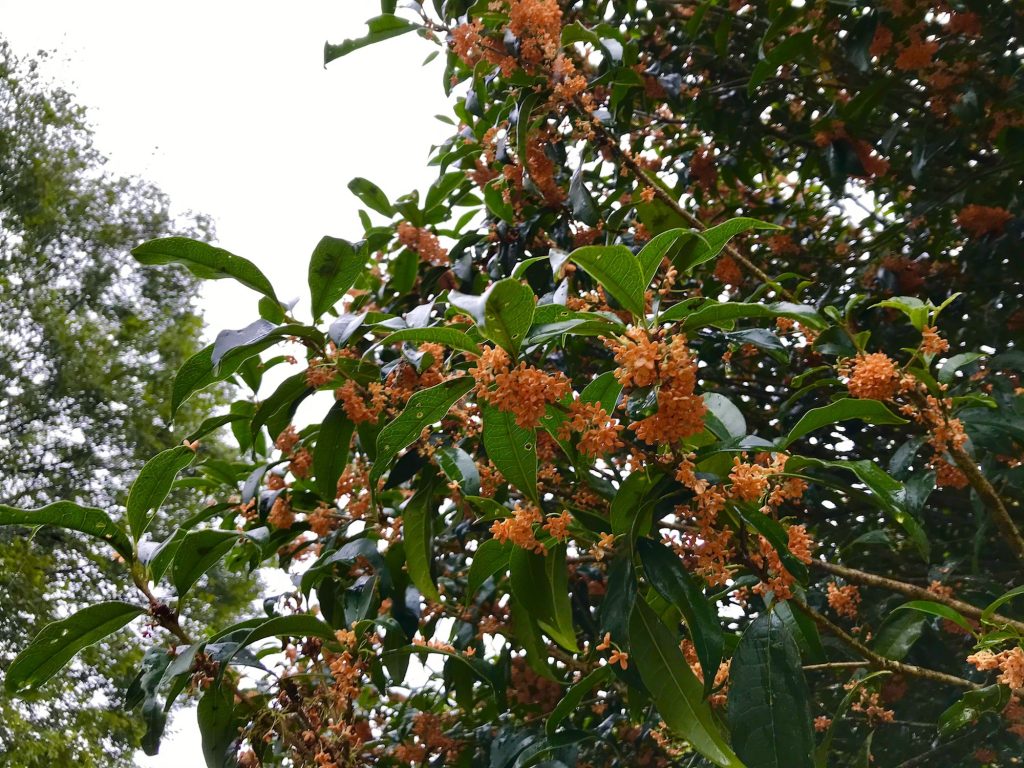 茶の里*花情報の写真(茨城県大子町)